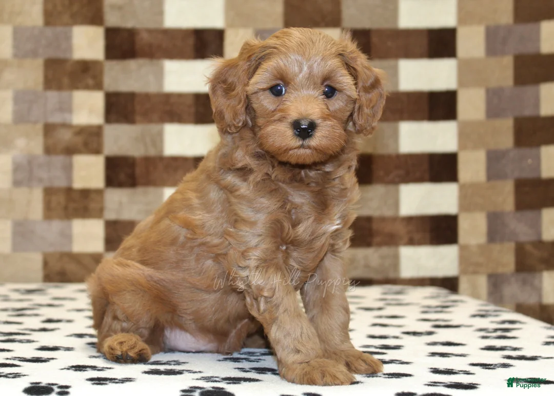 Cavapoo dogs for sale: Oscar - Ad 1