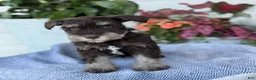 Miniature Schnauzer dogs for sale: Logan - Ad 15