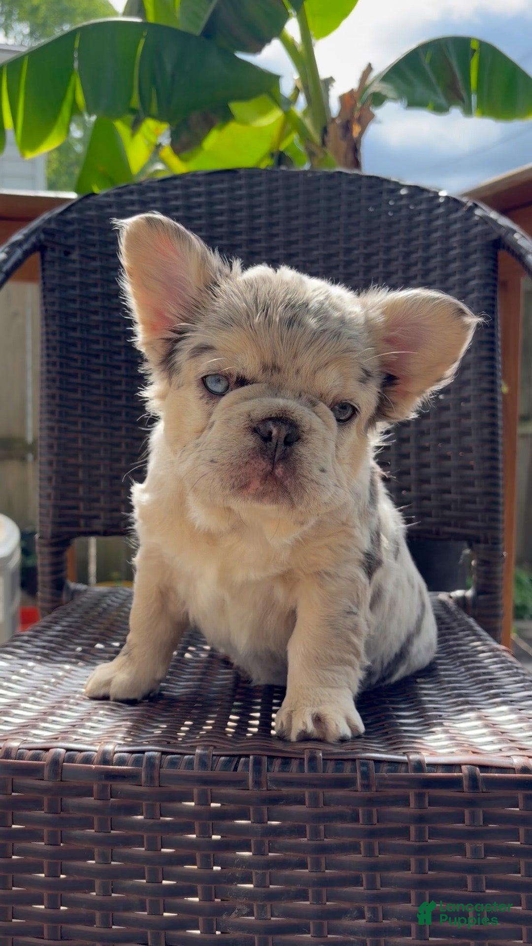 French Bulldog dogs for sale: French Bulldog Puppy 1 - Ad 1