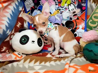 Chihuahua dogs Chihuahua Puppy 1 - Ad 41