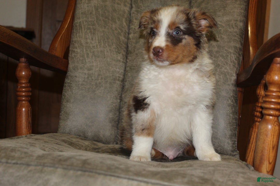 Australian Shepherd dogs for sale: Taco - Ad 4
