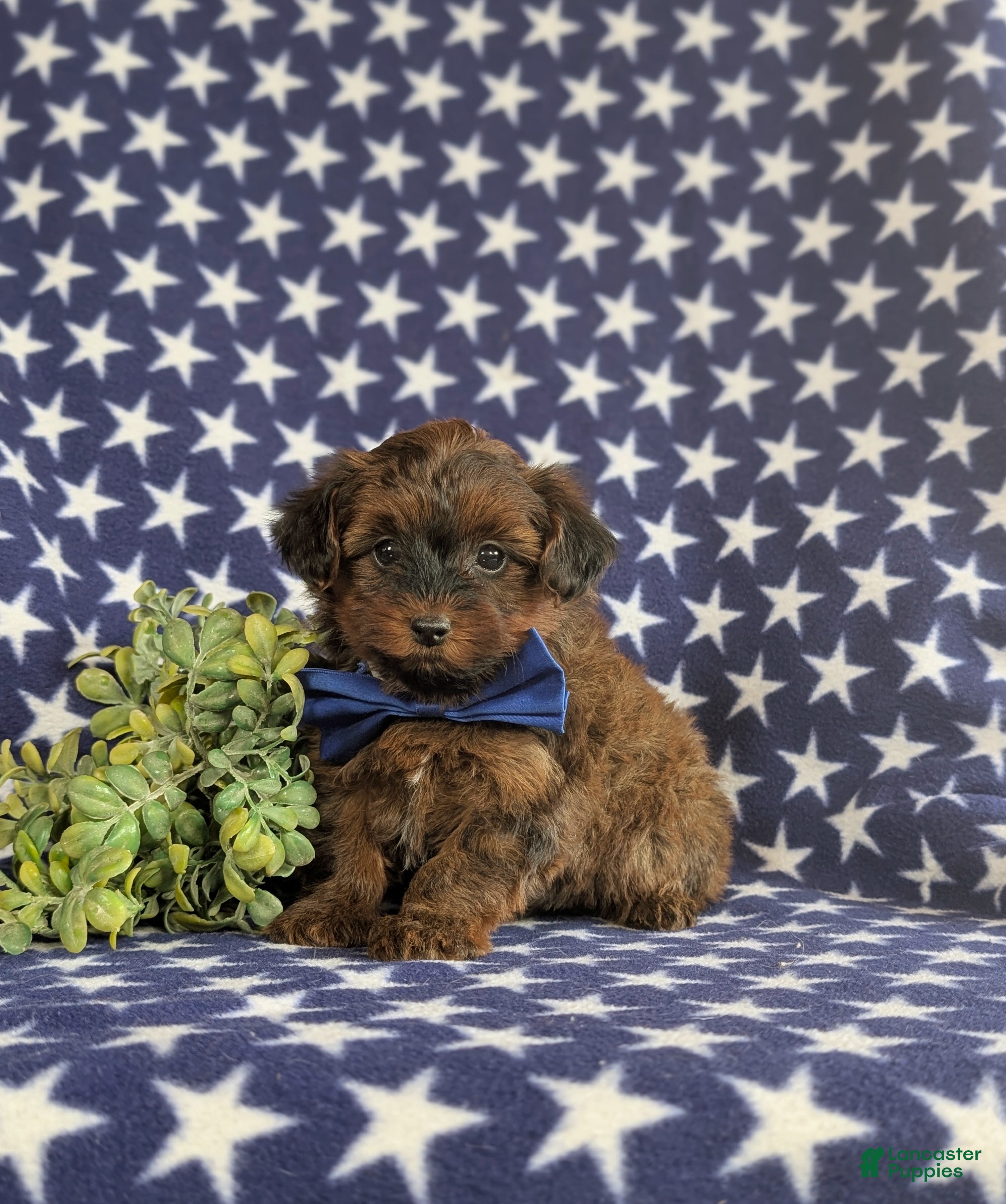 Yorkiepoo dogs Huey 6 lbs Full Grown - Ad 1