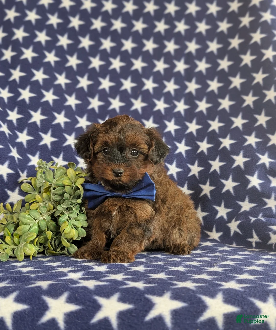 Yorkiepoo dogs for sale: Huey 6 lbs Full Grown - Ad 1