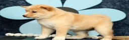 Shiba Inu dogs for sale: Kerry - Ad 5
