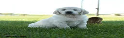 Golden Retriever dogs for sale: Lily - Ad 2