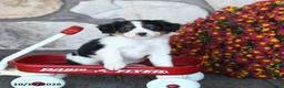 Mini Bernedoodle dogs for sale: Daisy - Ad 3