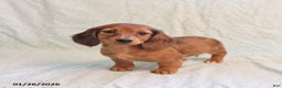 Miniature Dachshund dogs for sale: Jack   - Ad 1