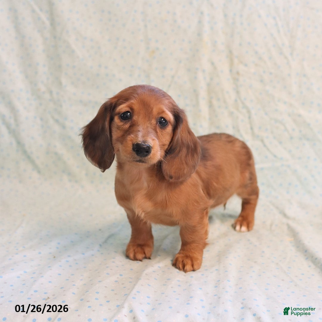 Miniature Dachshund dogs for sale: Jack   - Ad 1