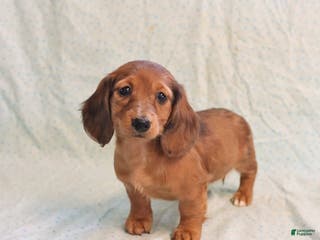 Miniature Dachshund dogs Jack - Ad 2