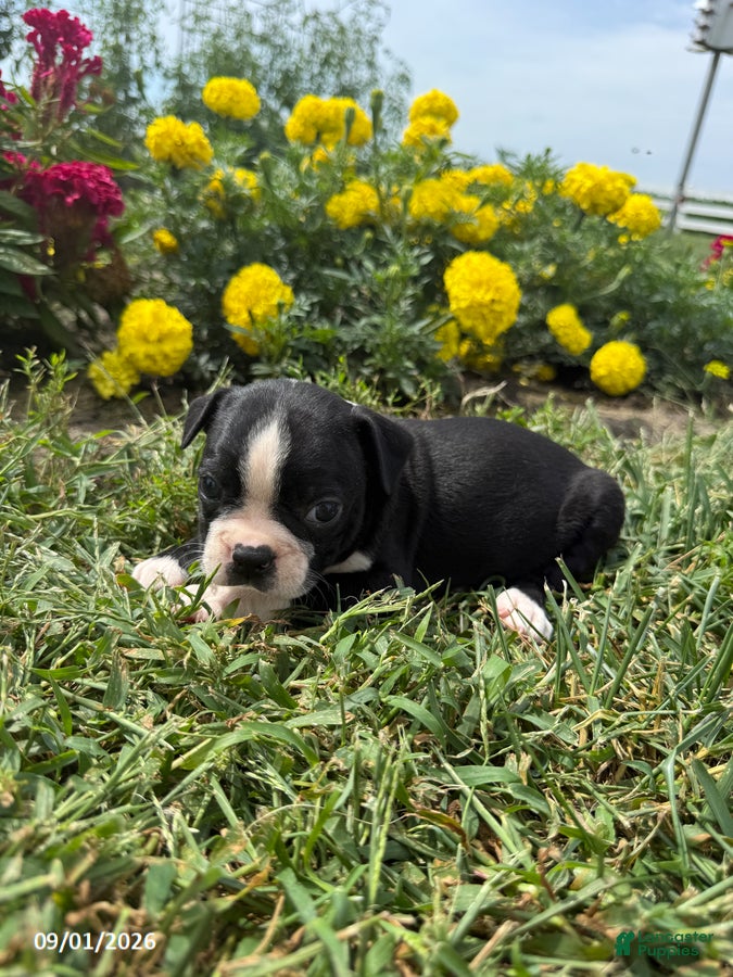 Boston Terrier dogs Harmon - Ad 1