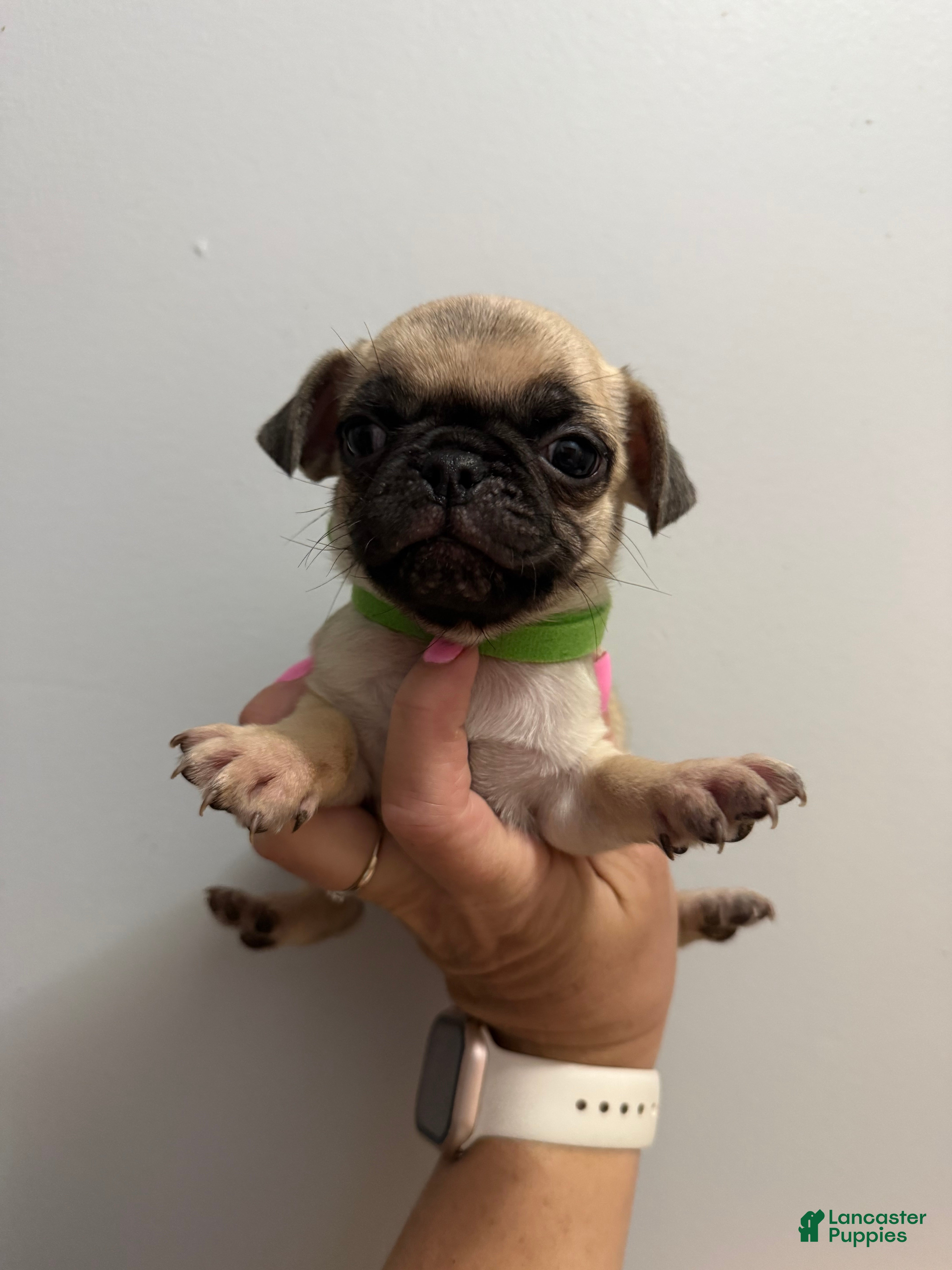 Pug dogs for sale: Green - Ad 1