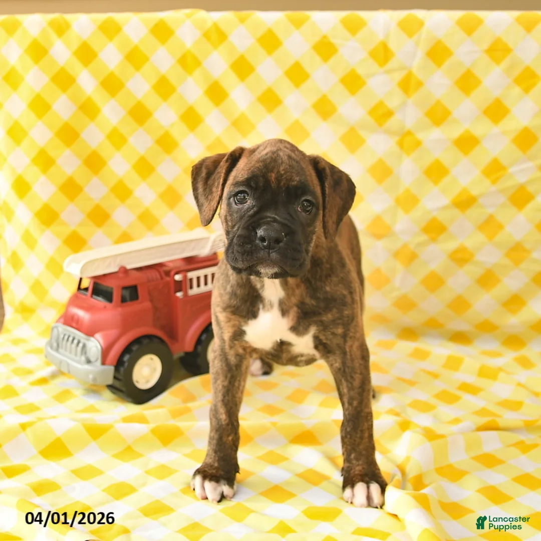 Boxer dogs for sale: Kimberly  - Ad 1
