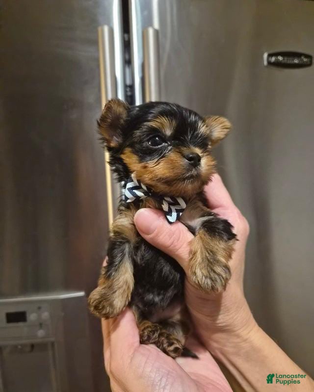 Yorkshire Terrier dogs Oliver - Ad 6