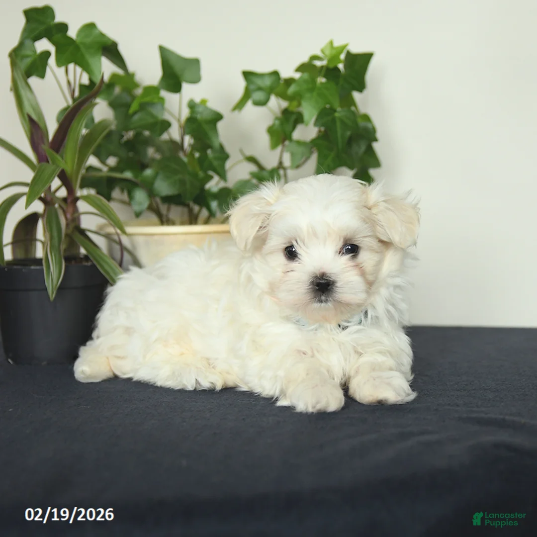 Maltese dogs for sale: Ollie - Ad 4
