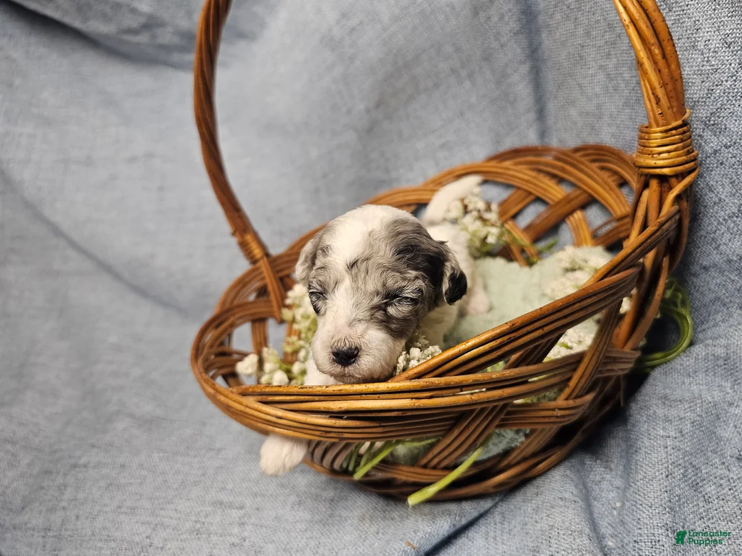 Mini Goldendoodle dogs for sale: Maple - Ad 15
