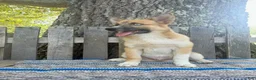 Pomsky dogs for sale: Cooper - Ad 3