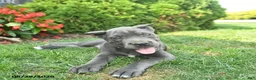 Cane Corso dogs for sale: Lilac  - Ad 5