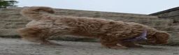 Mini Goldendoodle dogs for sale: Mini Ginger - Ad 5