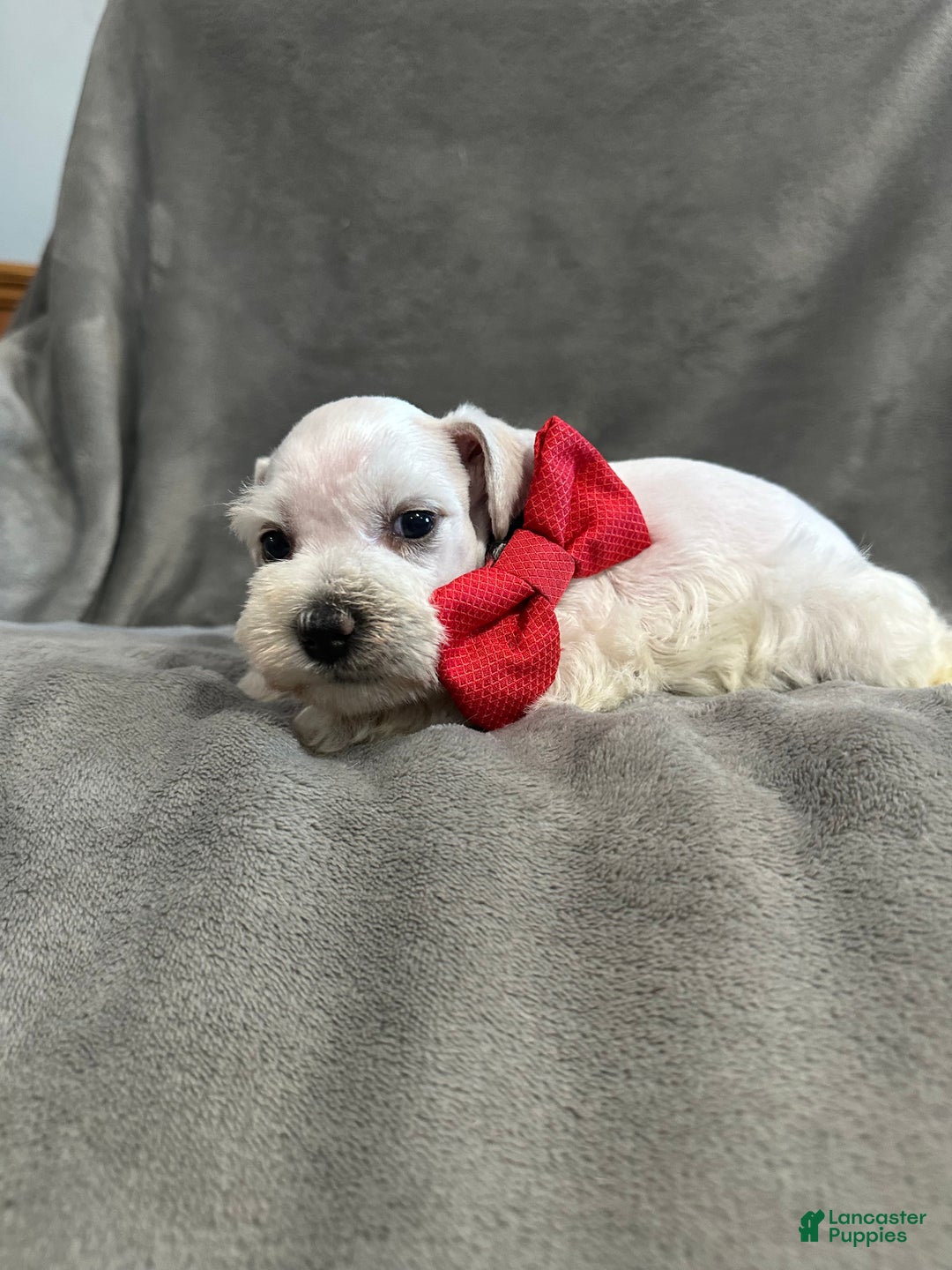 Miniature Schnauzer dogs for sale: Wynter - Ad 3