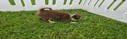 Toy Australian Shepherd dogs for sale: Boy 2 - Ad 3