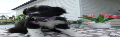 Mixed Breed 5 Daisey