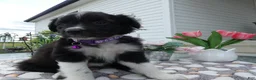 Mixed Breed dogs for sale: Mixed Breed 5 Daisey - Ad 1