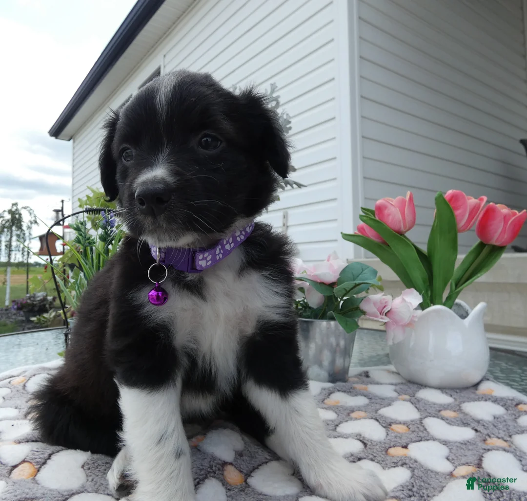 Mixed Breed dogs for sale: Mixed Breed 5 Daisey - Ad 1