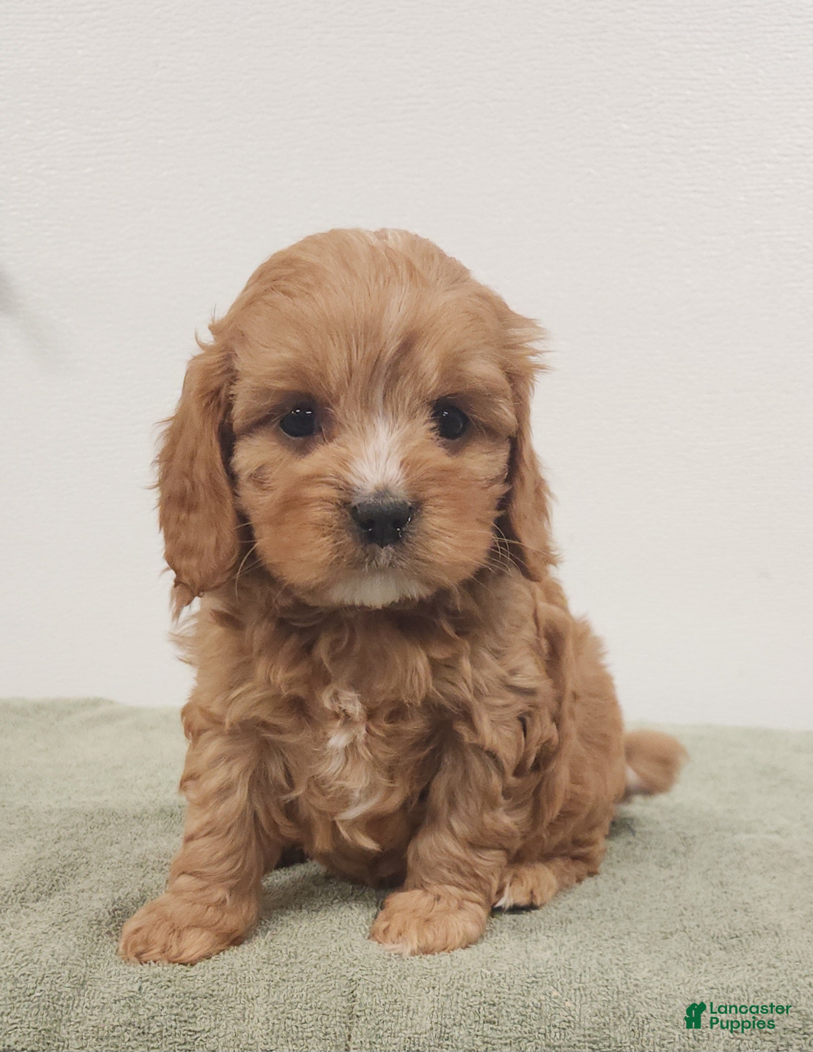 Cavapoo dogs Rocky  - Ad 1