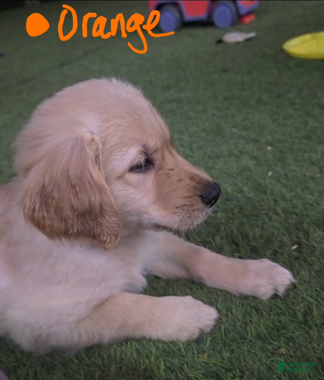Golden Retriever dogs Orange collar - Ad 32