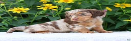 Miniature Dachshund dogs for sale: Bennett - Ad 4