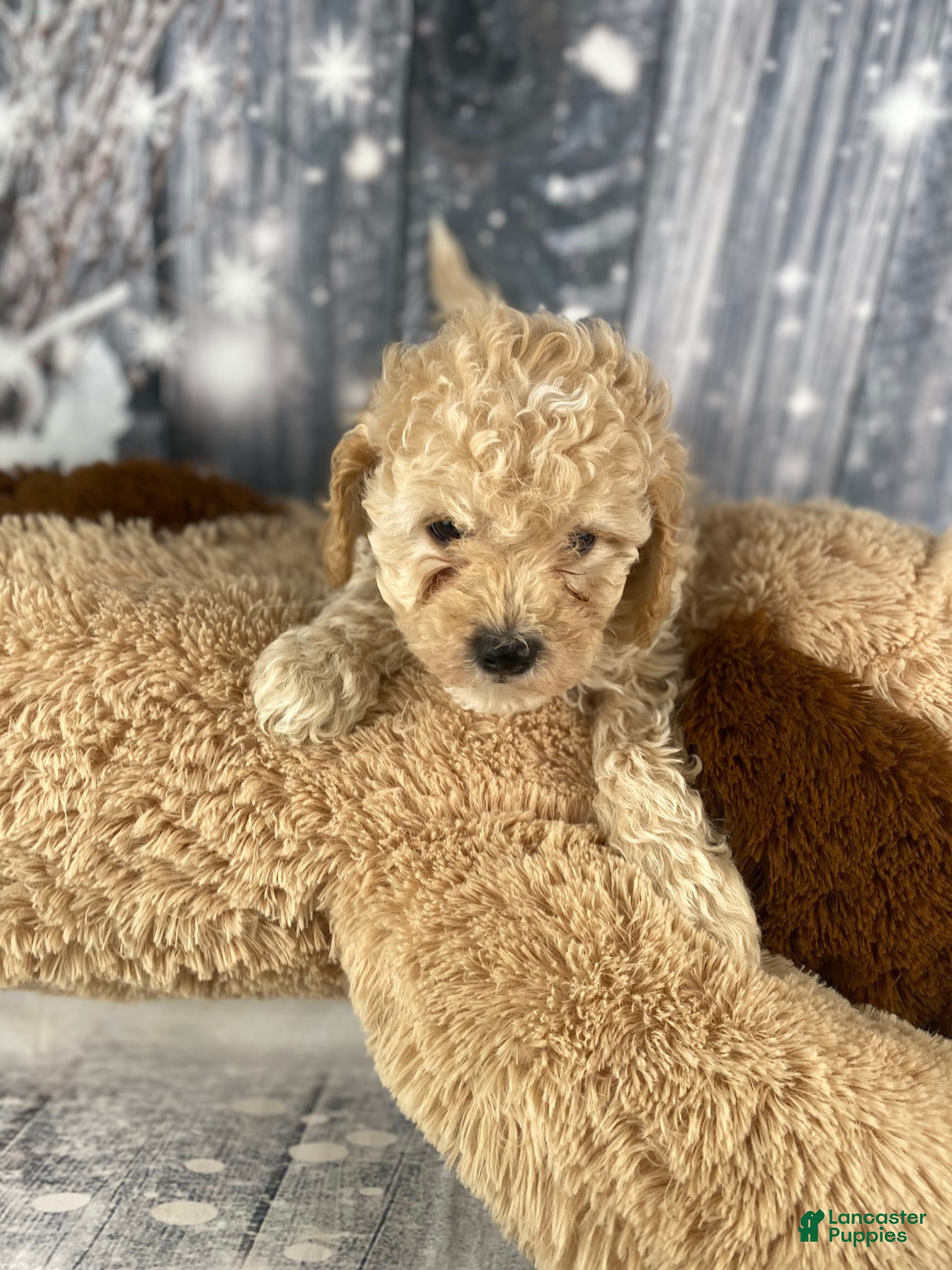 Cavapoo dogs Kobe - Ad 2