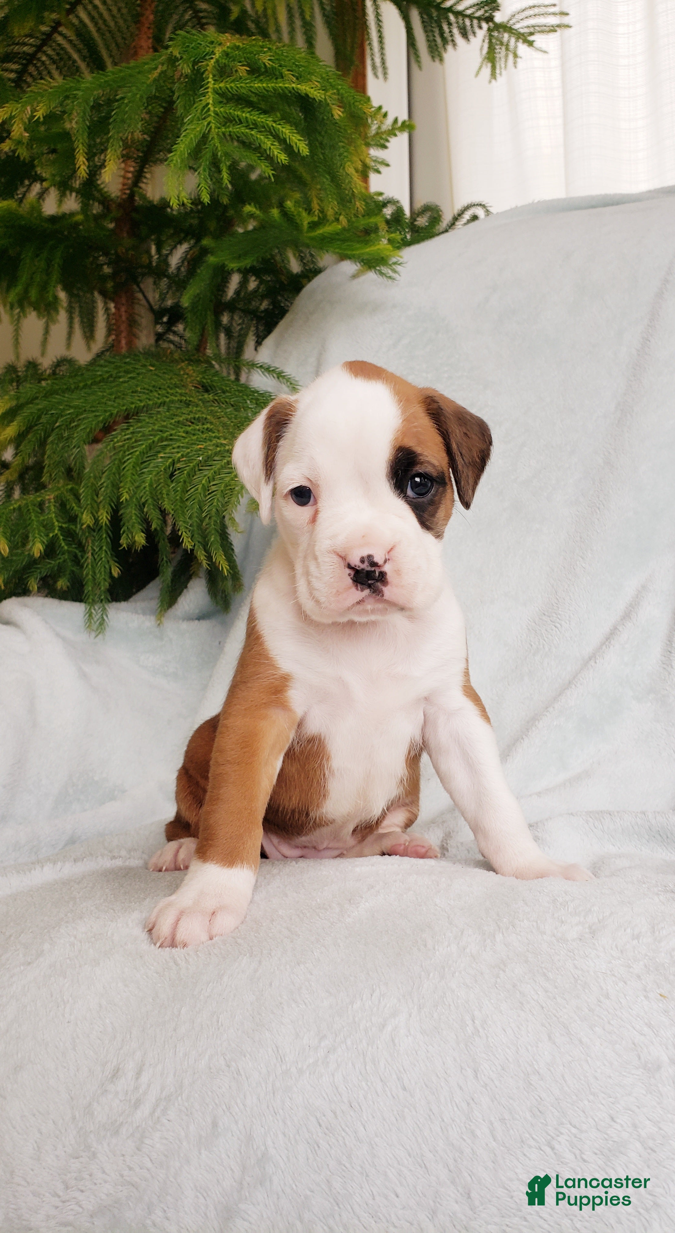 Boxer dogs Cookie  - Ad 27