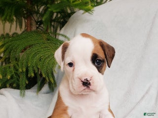 Boxer dogs Cookie - Ad 18