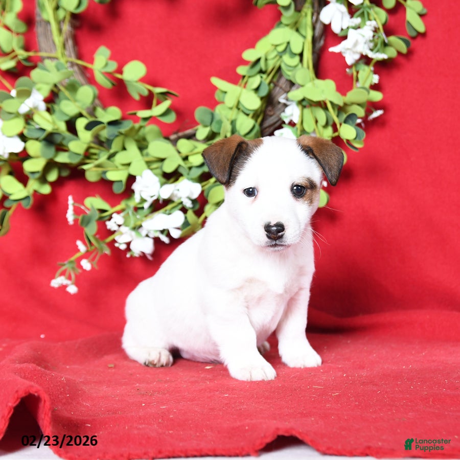 Jack Russell Terrier dogs Max - Ad 2