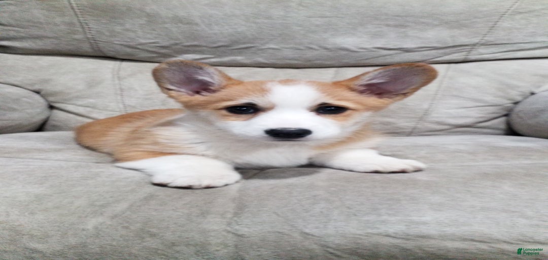 Gallery Image {{count}}