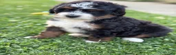 Mini Bernedoodle dogs for sale: Kodiak - Ad 2