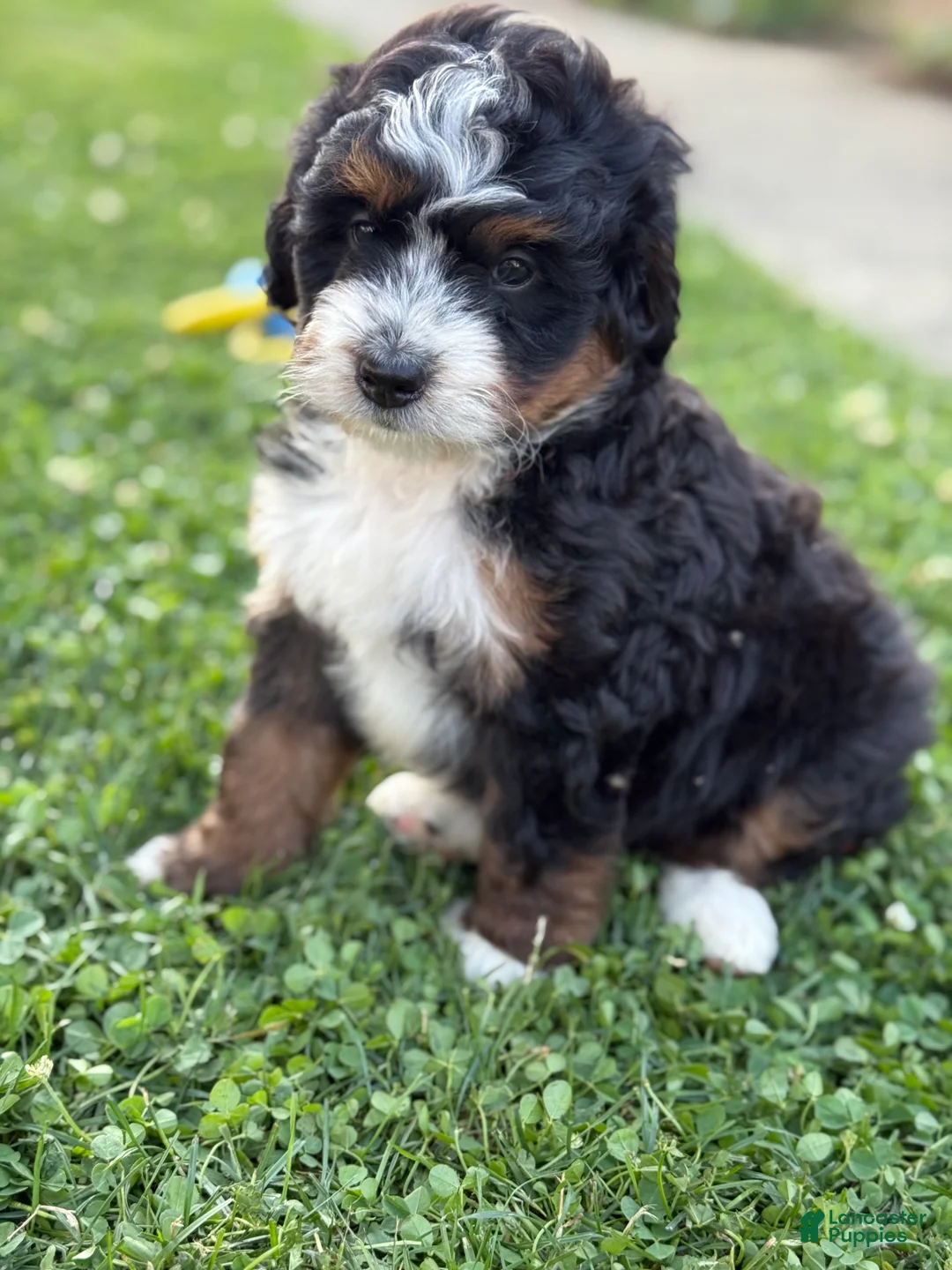 Mini Bernedoodle dogs for sale: Kodiak - Ad 2