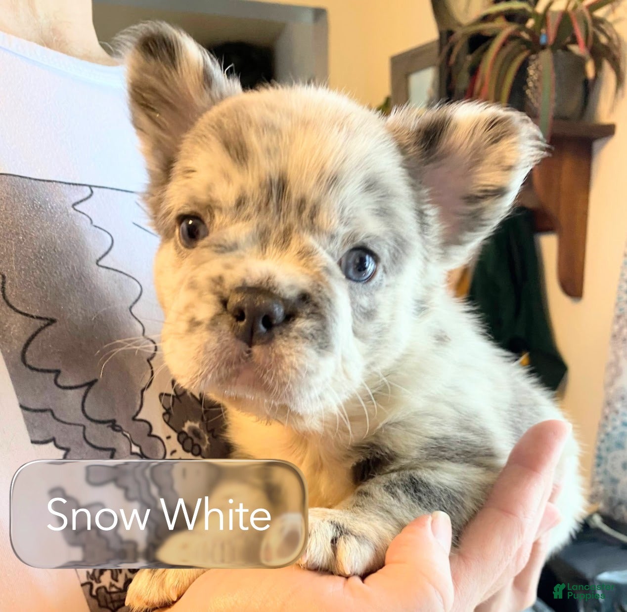 French Bulldog dogs Lady Snow White of House of Hepley - Ad 31