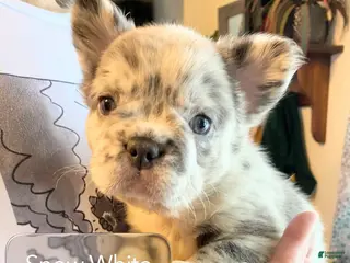 French Bulldog dogs Lady Snow White of House of Hepley - Ad 31