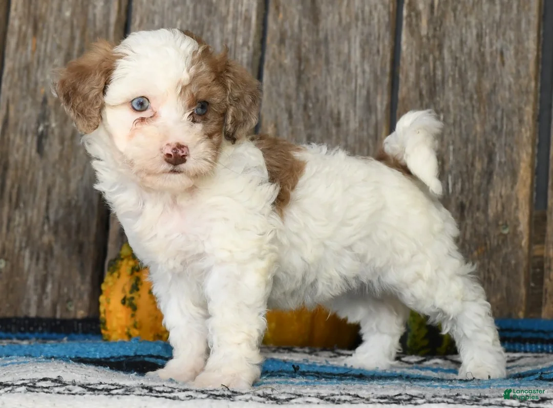 Havapoo dogs for sale: Chester - Ad 3