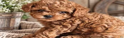 Toy Poodle dogs for sale: Toy Poodle 2 - Ad 3