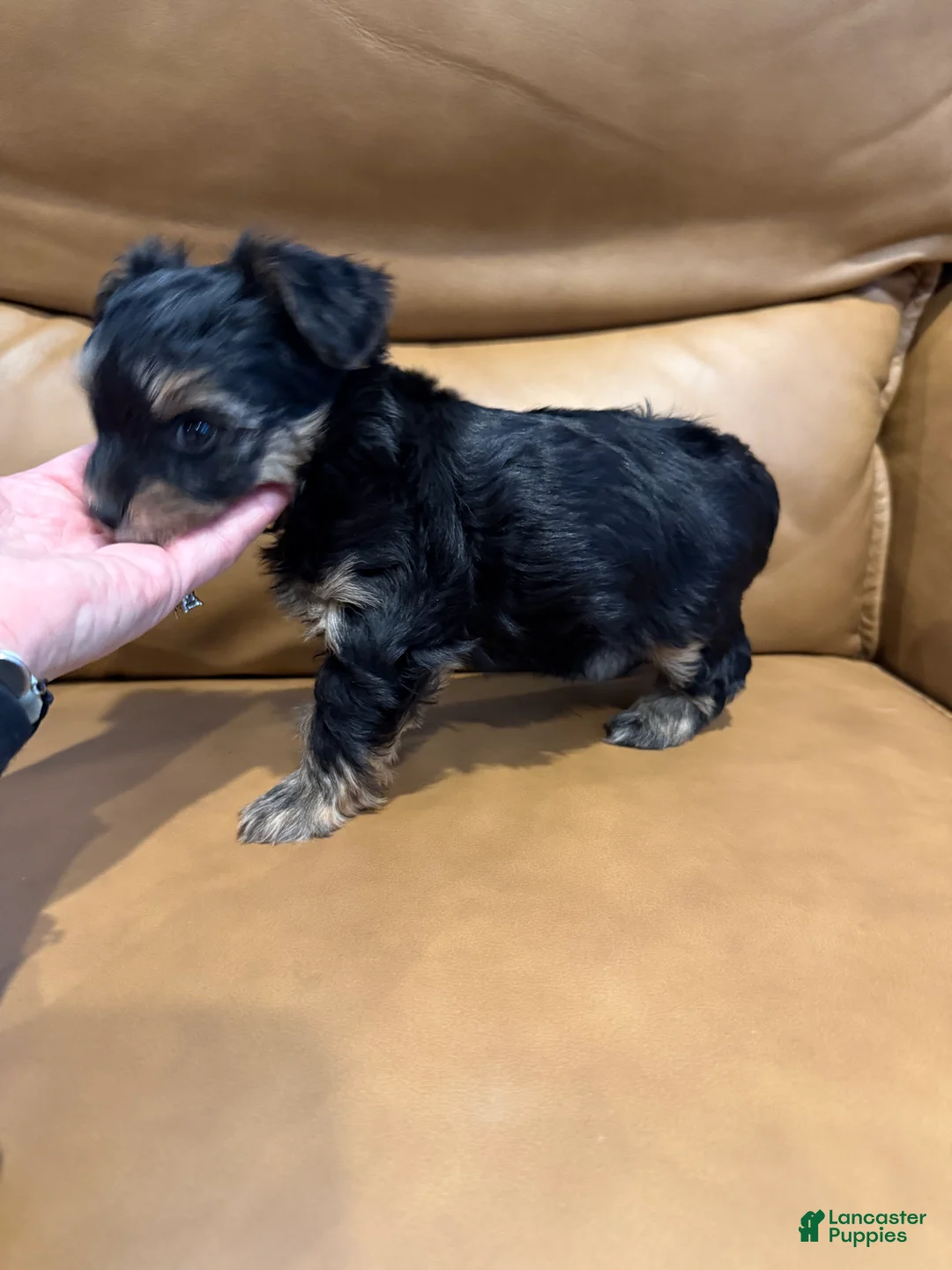 Yorkiepoo dogs for sale: TEDDIE - Ad 2