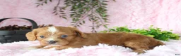 Cavapoo dogs for sale: Cavapoo 7 - Ad 5