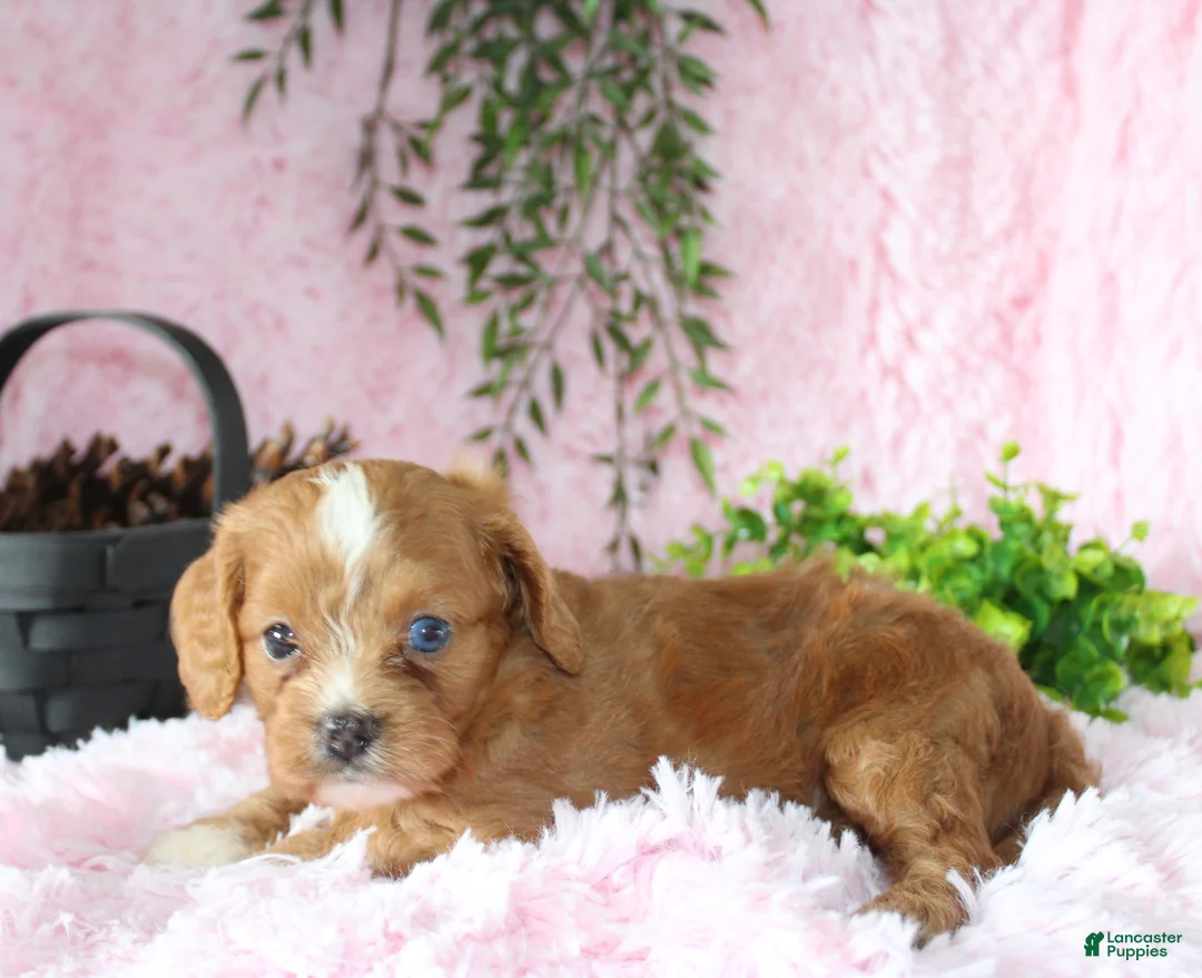 Cavapoo dogs for sale: Cavapoo 7 - Ad 5