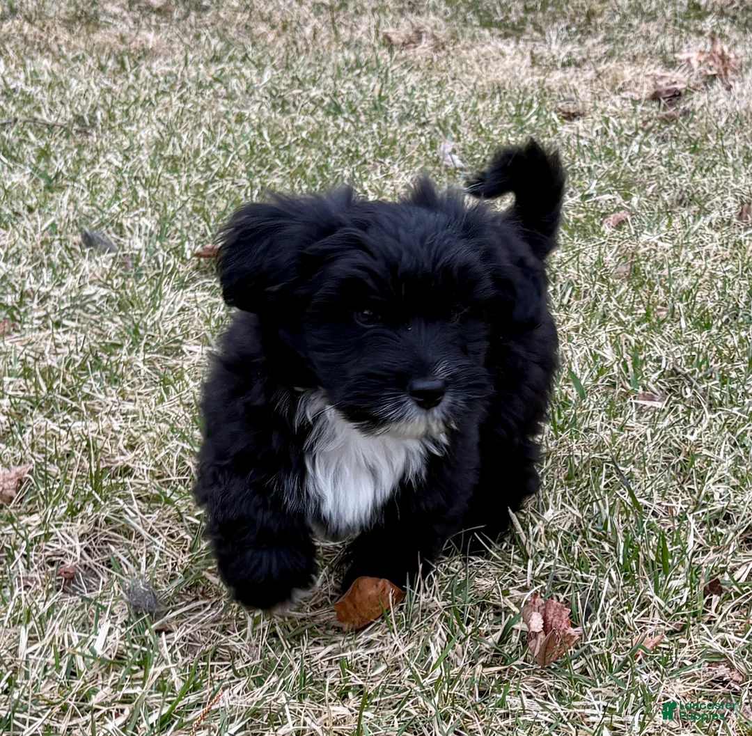 Mini Aussiedoodle dogs for sale: Mini Aussiedoodle Puppy 1 - Ad 5