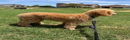 Mixed Breed dogs for sale: Mixed Breed 1 - Ad 9