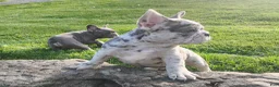 French Bulldog dogs for sale: Jupiter - Ad 4
