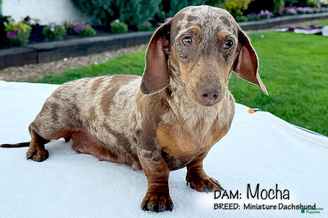 Miniature Dachshund dogs for sale: Carter - Ad 5