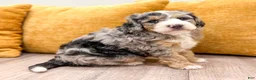 Mini Bernedoodle dogs for sale: Bruno - Micro Mini - Ad 6