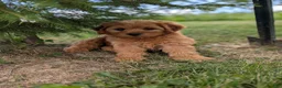 Mini Goldendoodle dogs for sale: Chloe  - Ad 3